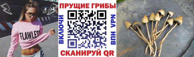 где можно купить Волгореченск omg зеркало Псилоцибиновые грибы прущие грибы
